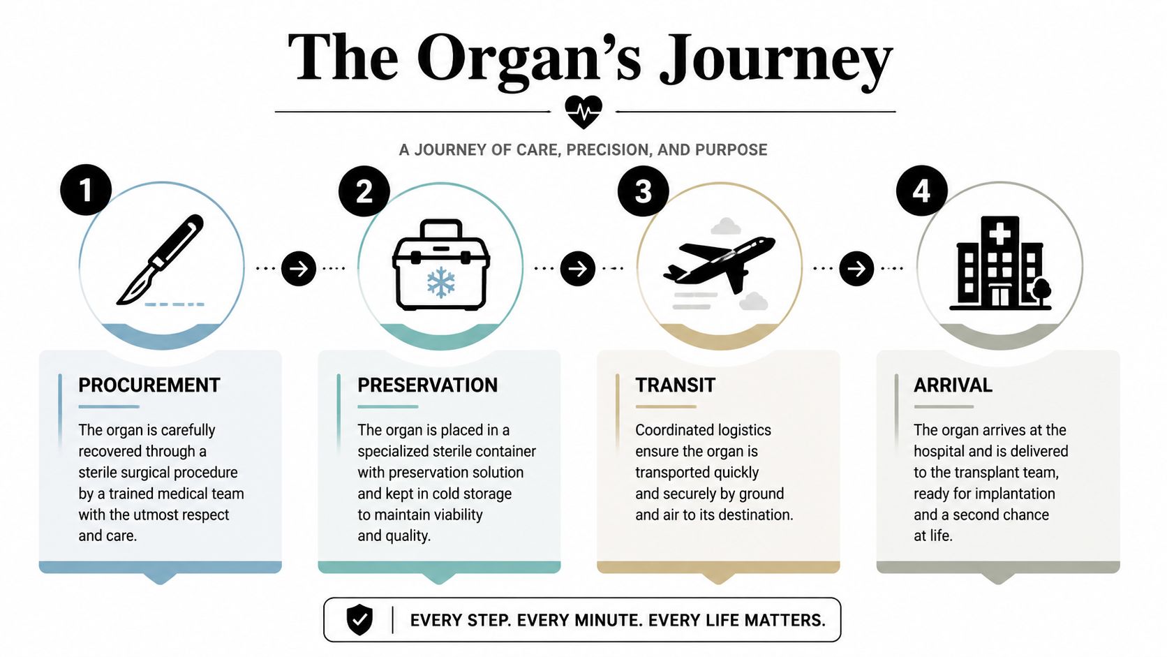 An infographic titled The Organ's Journey illustrating the four-step process of organ recovery, preservation, transit, and arrival.